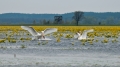 054_Biebrza - kwiecien 2011